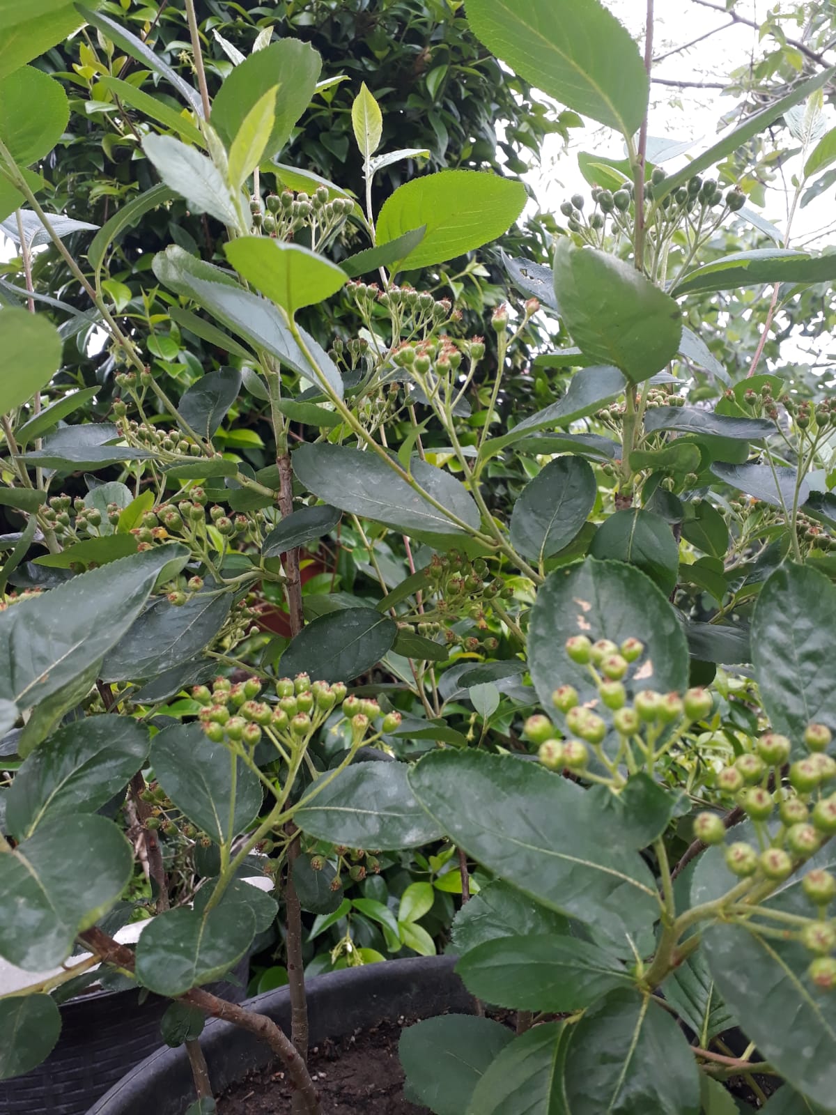 YALOVA ATATÜRK ARAŞTIRMA ENS. HAZIRLADIĞI ARONIA BROŞÜRÜ