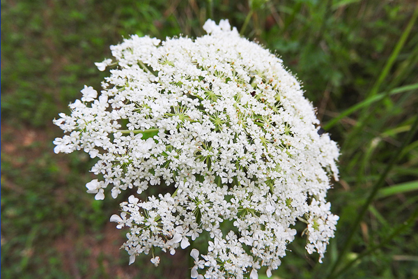 TOKAT ARAŞTIRMA ENST. TARAFINDAN HAZIRLANAN MÜRVER BROŞÜRÜ