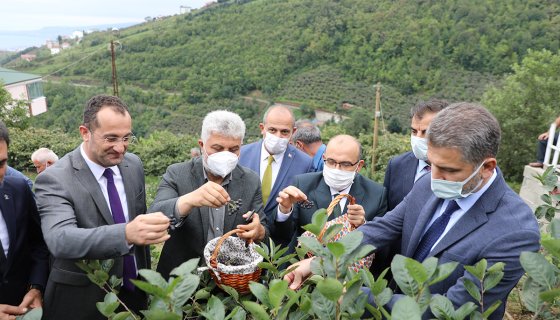 Akçaabat belediyesi 9000 adet Aronia hibe projesi 2 yıl önce gerçekleşti.