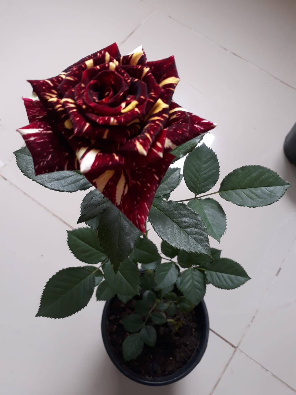 ROSA ,ABRAKADABRA