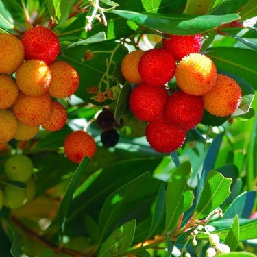 ARBUTUS UNEDO COMPACTA NANA  (Bodur Dağ Çileği)