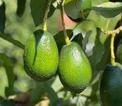 AVOKADO 