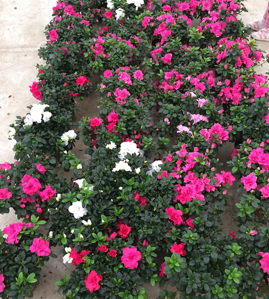 AZALEA (Açelya)MOR,BEYAZ VE KIRMIZI ÇİÇEKLİ