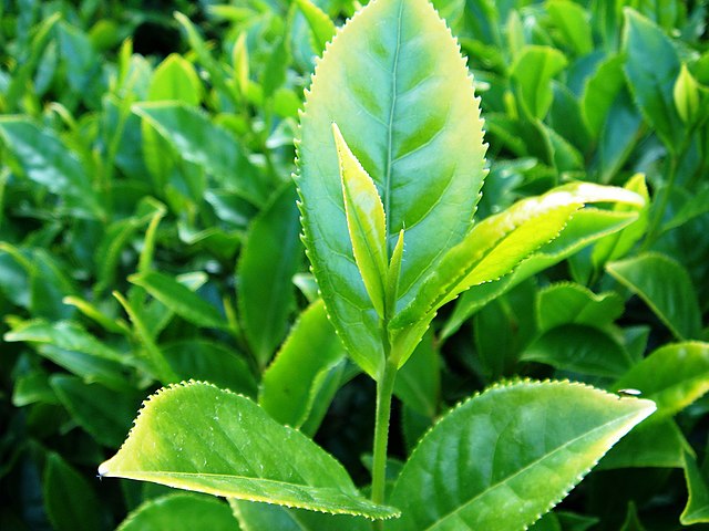 CAMELIA CINENSIS (Çay)