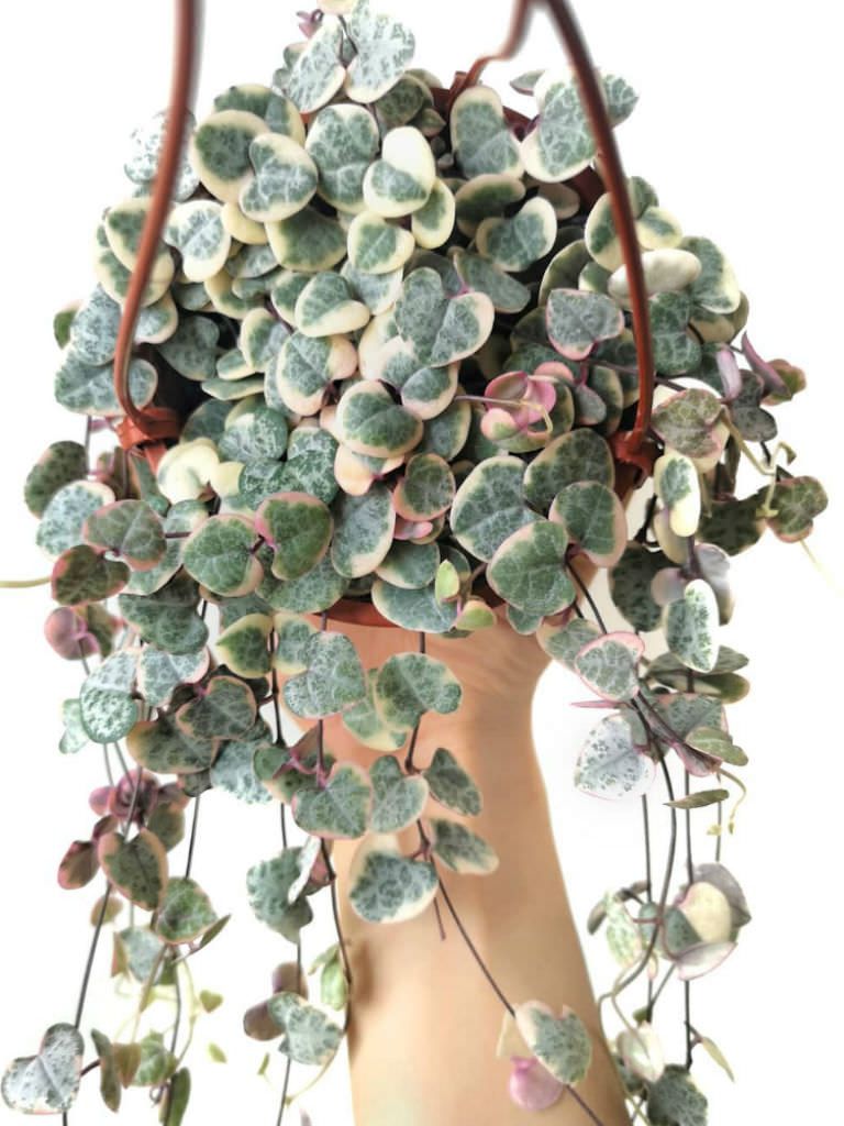 CEROPEGIA WOOD