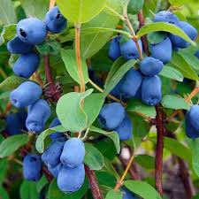 HONEY BERRY (BAL YEMİŞİ) JUGANO,AURORA,BOREALİS,VOSTORG