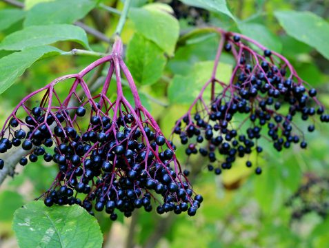 SAMBUCUS NIGRA (Mürver) HASBERG