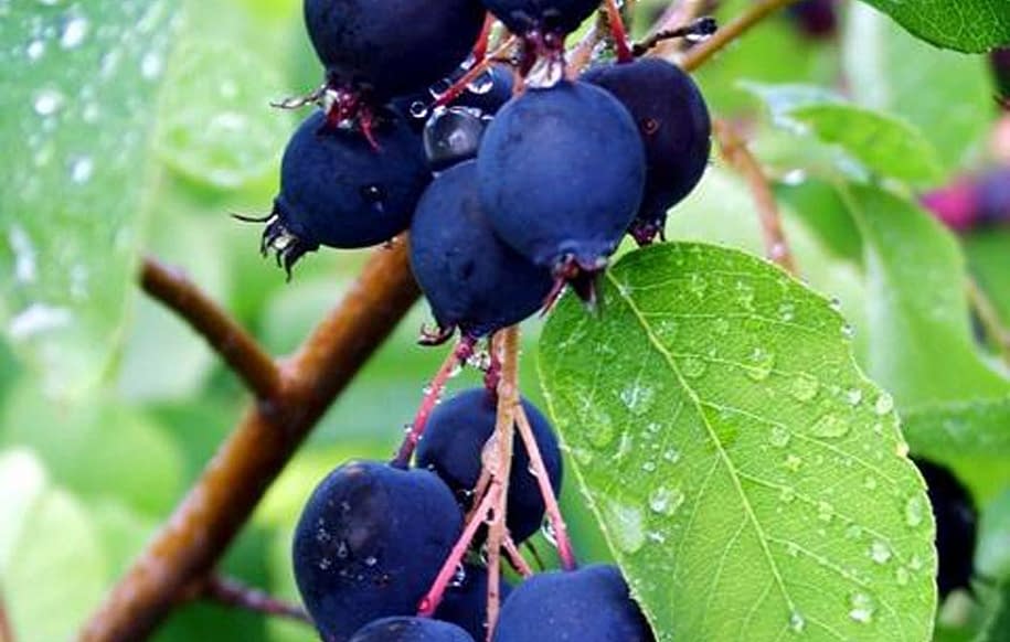 SASKATOON BERRY