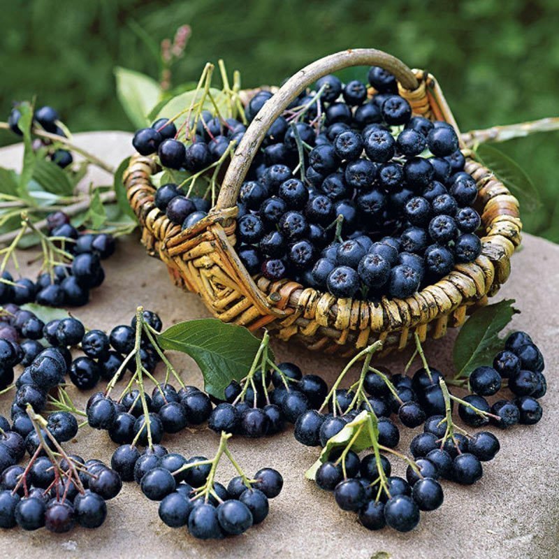 ARONIA MEYVE FİDANI (VİKİNG VE NERO ÇEŞİDİ)