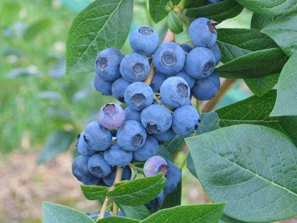 BLUE BERRY (Yaban Mersini) DUKE, CHANDLER, DARROW, BLUEGOLD, BLUECROP, BONUS, BRIGETTE, JAWELJUBILEE, PATRIOT,TORO,EMERAL GOLD,