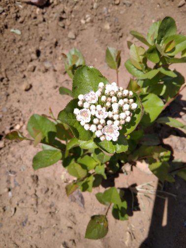ARONIA MEYVE FİDANI (VİKİNG VE NERO ÇEŞİDİ)