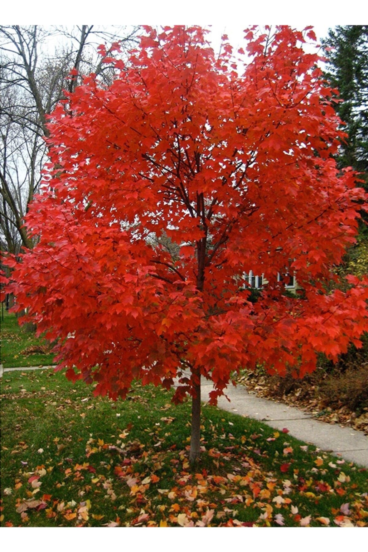 ACER  (Akça ağaç)CRIMSON SENTRY,ACER PALMATUM ATROPURPUREA