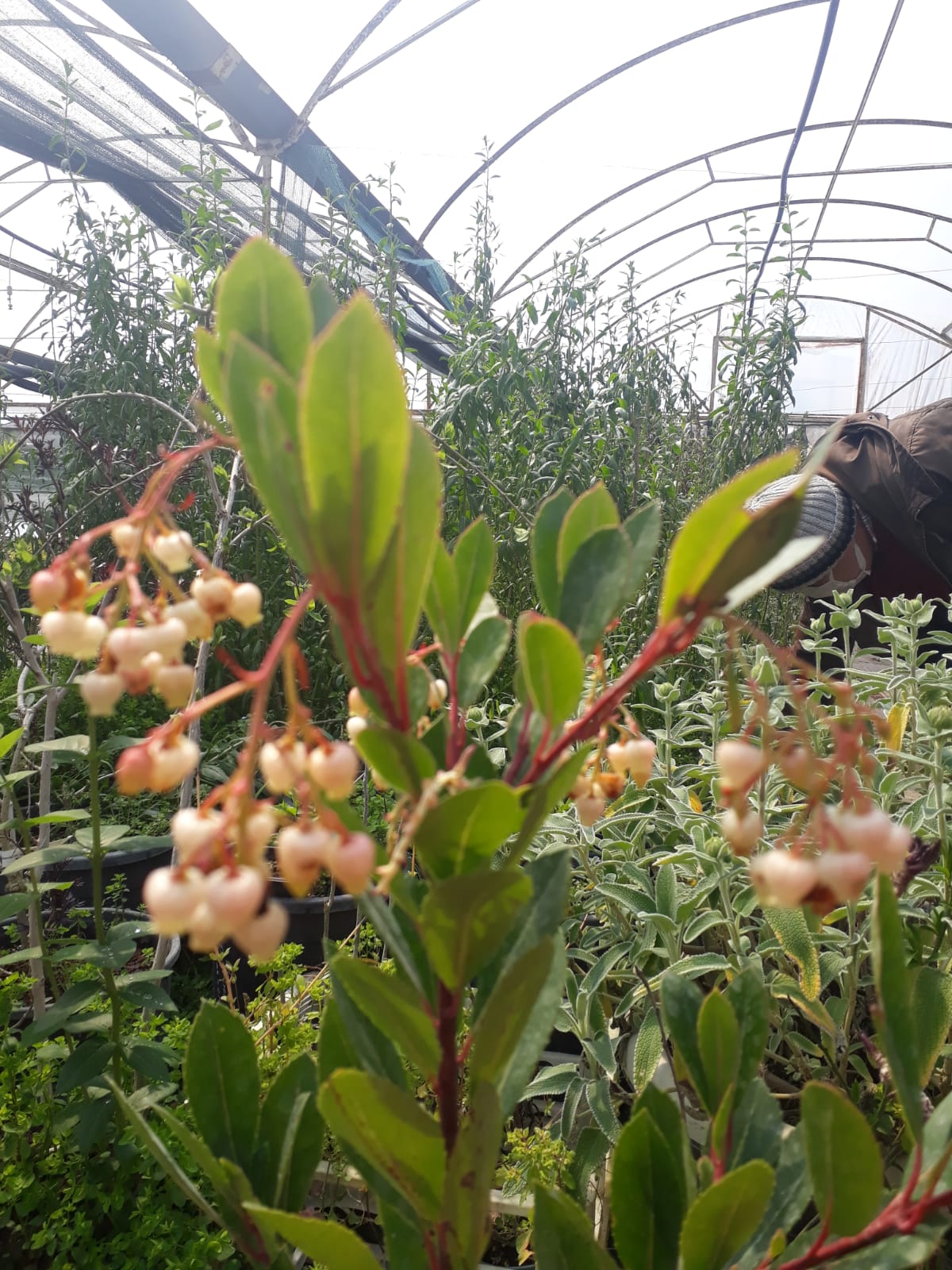 ARBUTUS UNEDO COMPACTA NANA  (Bodur Dağ Çileği)