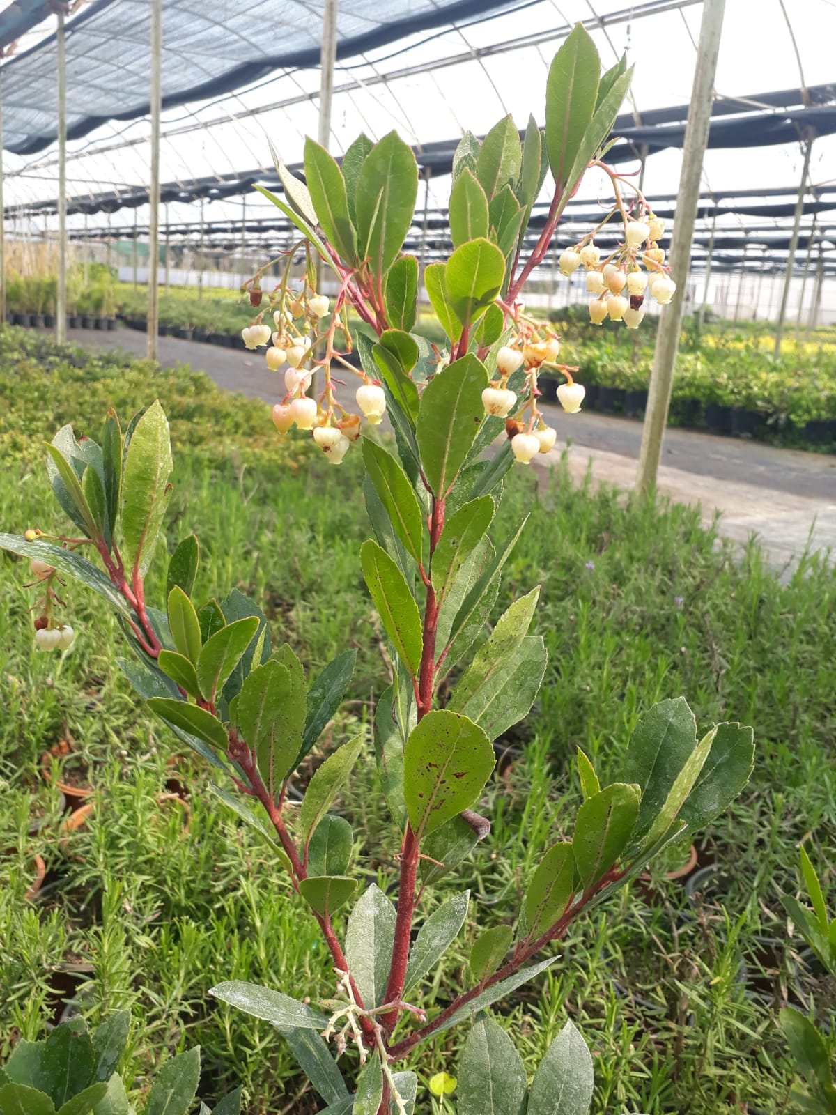 ARBUTUS UNEDO COMPACTA NANA  (Bodur Dağ Çileği)