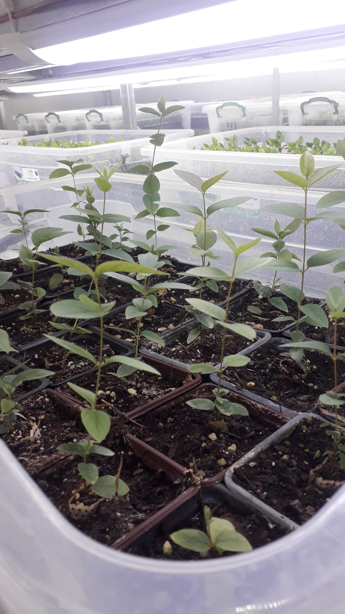 HONEY BERRY (BAL YEMİŞİ) JUGANO,AURORA,BOREALİS,VOSTORG