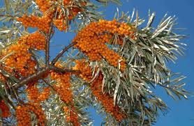 DENİZ İĞDESİ (HIPPOPHAE RHAMNOIDES)