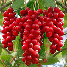 SCHISANDRA BERRY (SCHISANDRA CHINENSIS)
