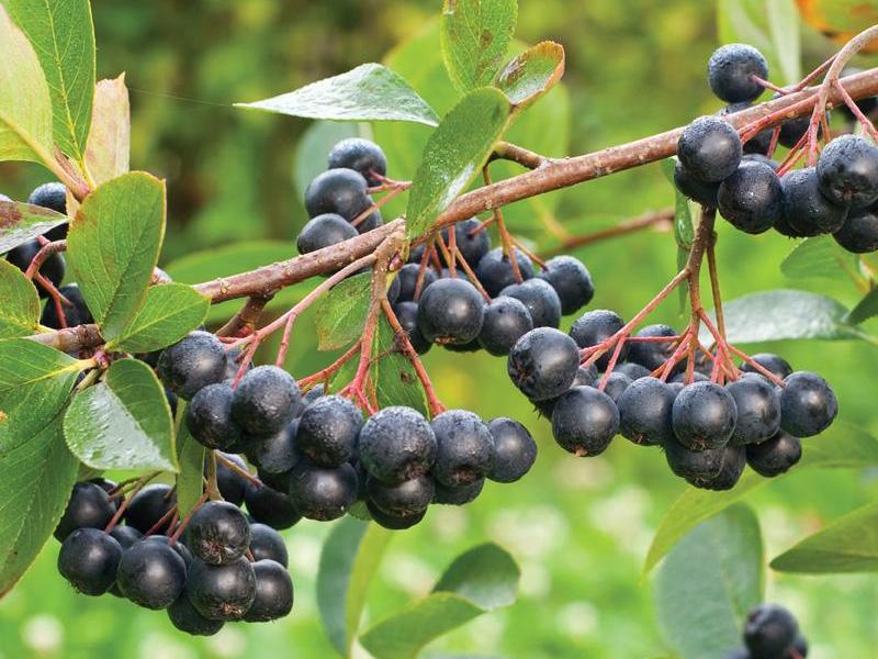 ARONIA MEYVE FİDANI (VİKİNG VE NERO ÇEŞİDİ)
