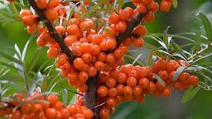 DENİZ İĞDESİ (HIPPOPHAE RHAMNOIDES)