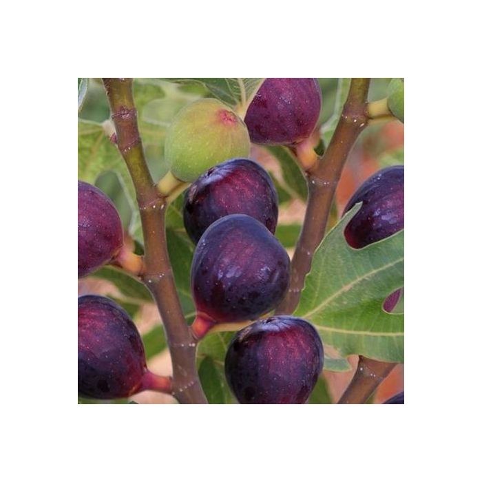 İNCİR (Rondo de bordo)									