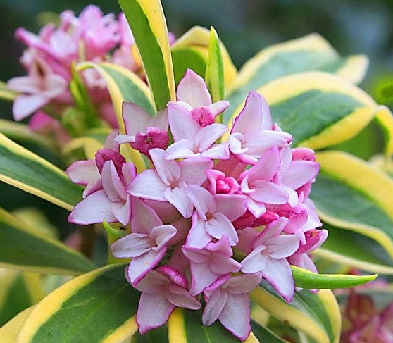 DAPHNE ODORA  (Kafkas gülü)